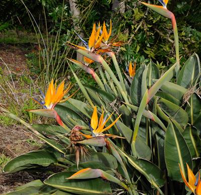 Strelitzia reginae