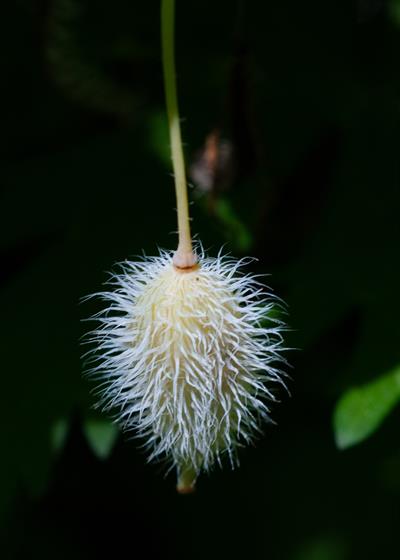Stylophorum diphyllum