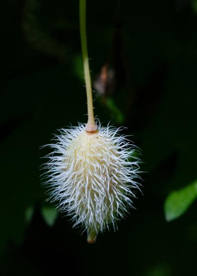  Stylophorum diphyllum