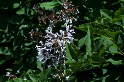 Syringa pubescens