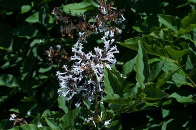  Syringa pubescens