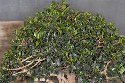 Syzygium paniculatum