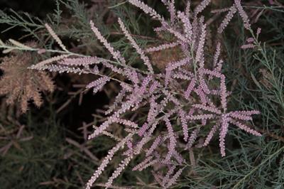 Tamarix ramosissima