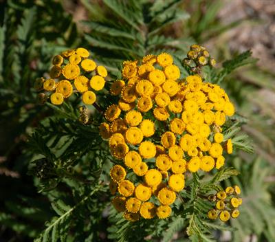 Tanacetum vulgare