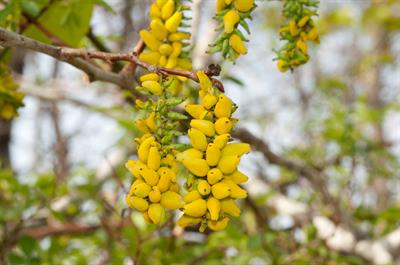 Taphrina johansonii