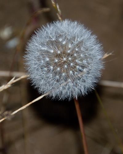 Taraxacum officinale