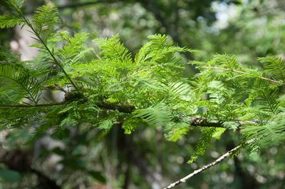 Taxodium distichum - سرو باتلاقی
