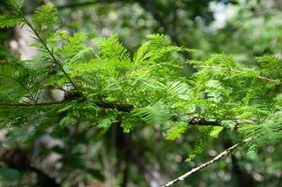 سرو باتلاقی