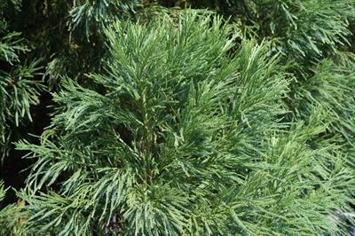 Taxodium distichum - سرو باتلاقی