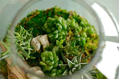 Terarium