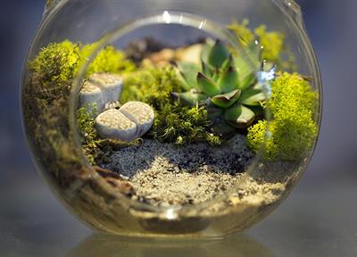 Terarium