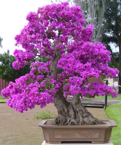 بونسای، گل کاغذی