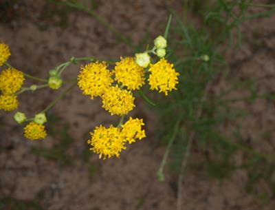  Thelesperma megapotamicum