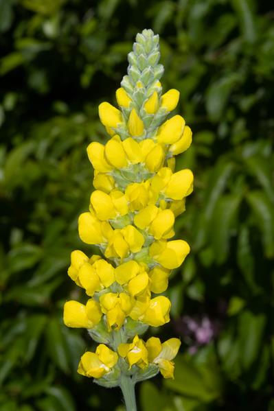  Thermopsis villosa