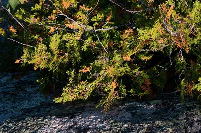 Thuja occidentalis
