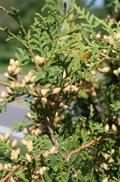 Thuja occidentalis