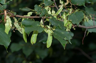 Tilia cordata