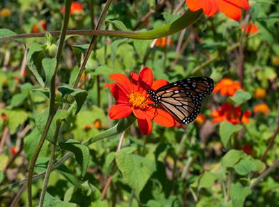 Tithonia rotundifoli