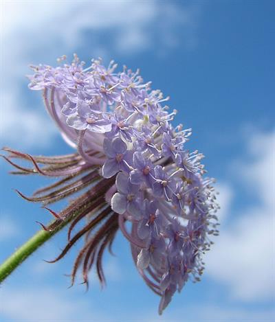 Trachymene