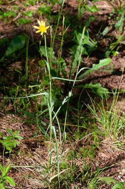 Tragopogon 