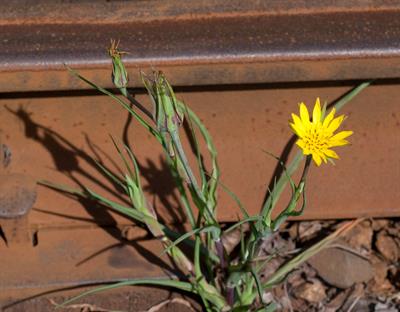 Tragopogon dubius