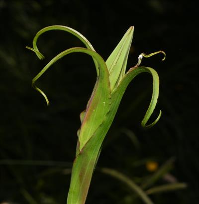 Tragopogon lamottei