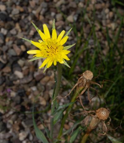 Tragopogon porrifolius