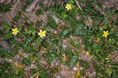 Tribulus terrestris