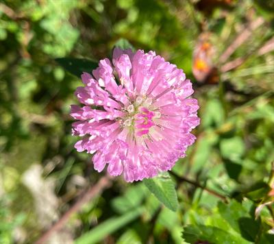 Trifolium pratense