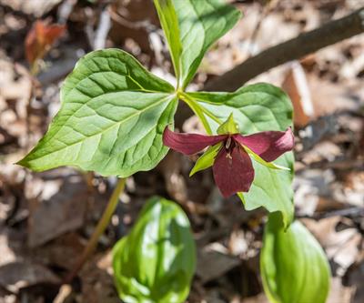 Trillium erectum