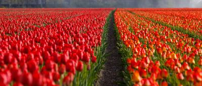 Tulips