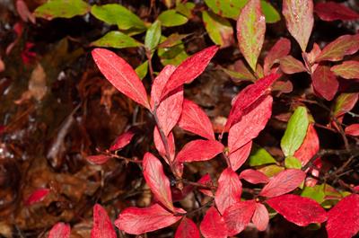 Vaccinium angustifo