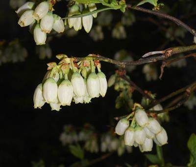 Vaccinium corymbosu