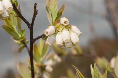 Vaccinium corymbosum