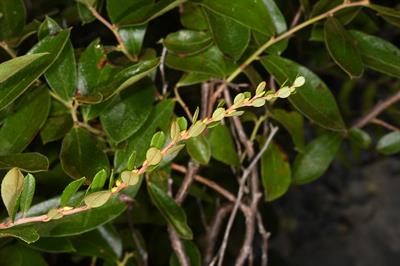 Vaccinium crassifol