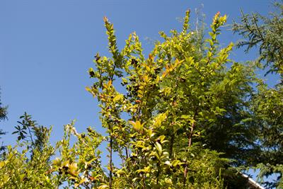 Vaccinium deliciosu