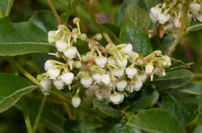 Vaccinium fuscatum