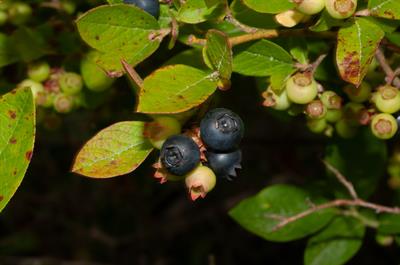 Vaccinium fuscatum