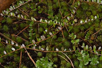 Vaccinium macrocarp