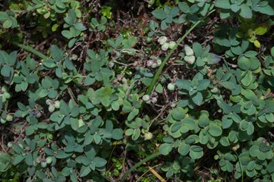 Vaccinium uliginosu