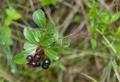 Vaccinium uliginosum