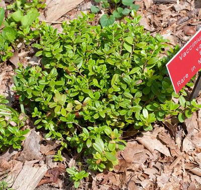 Vaccinium vitis