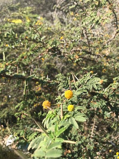 Vachellia tortuosa - آکاسیا پیچیده