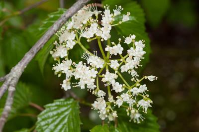Viburnum dentatum