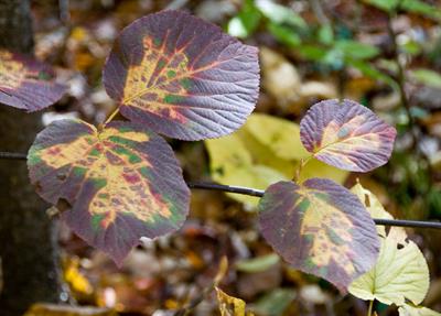 Viburnum lantanoide