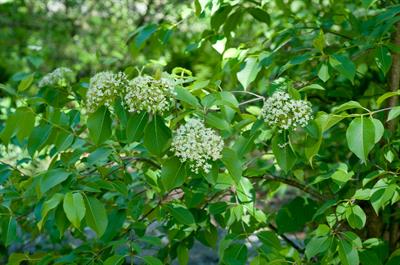Viburnum lentago - بداغ