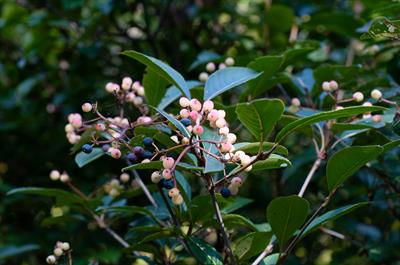 Viburnum nudum