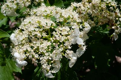 Viburnum opulus - ویبرنوم اوپولوس (زغال‌اختهٔ اروپایی)