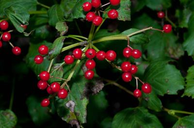 Viburnum opulus - ویبرنوم اوپولوس (زغال‌اختهٔ اروپایی)