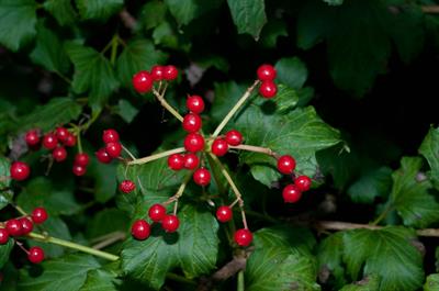 ویبرنوم اوپولوس (زغال‌اختهٔ اروپایی)